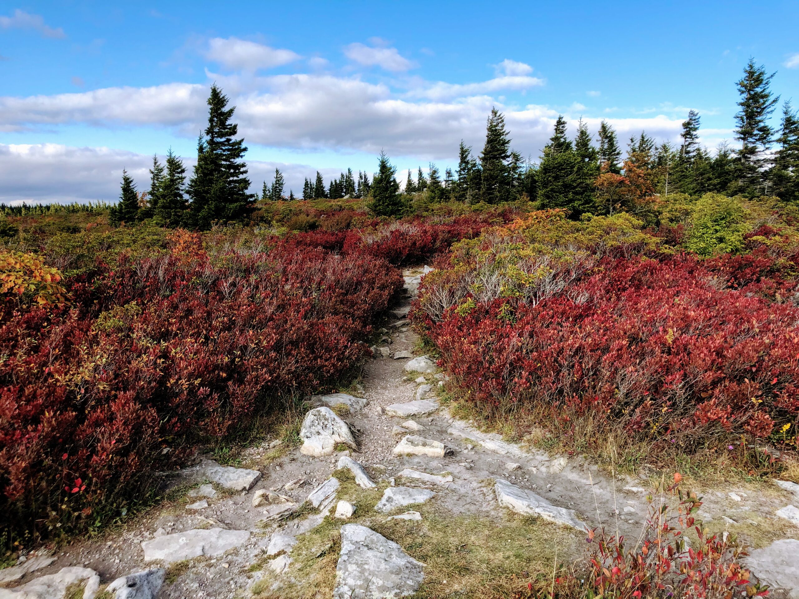 Monongahela National Forest, West Virginia